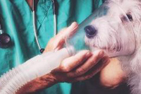 Emergency Nursing