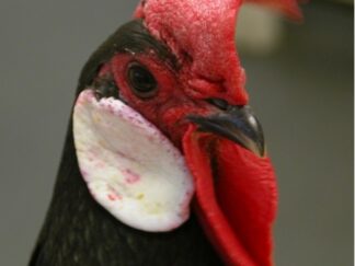 MS315 - Backyard Poultry Mini-Series