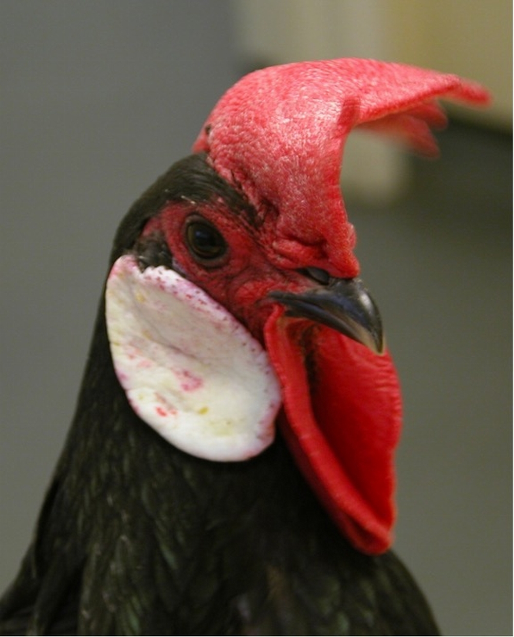 MS315 - Backyard Poultry Mini-Series