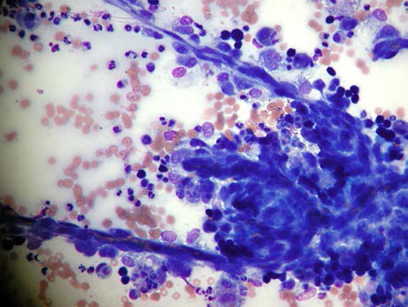 MS308: Making the Most of Your Microscopy Mini Series - Image 3