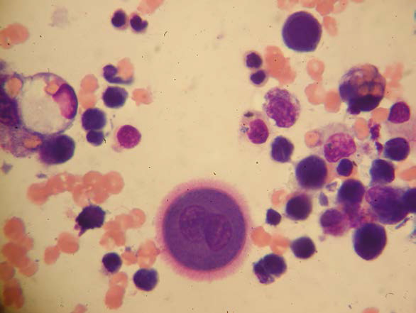 MS308: Making the Most of Your Microscopy Mini Series - Image 4