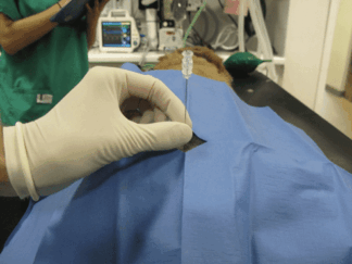 MS193-Local Anaesthetic Techniques