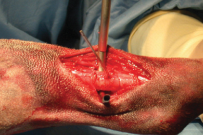 Introduction to Orthopaedics
