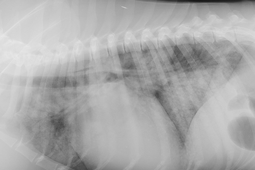 New Graduate Radiology - Image 2