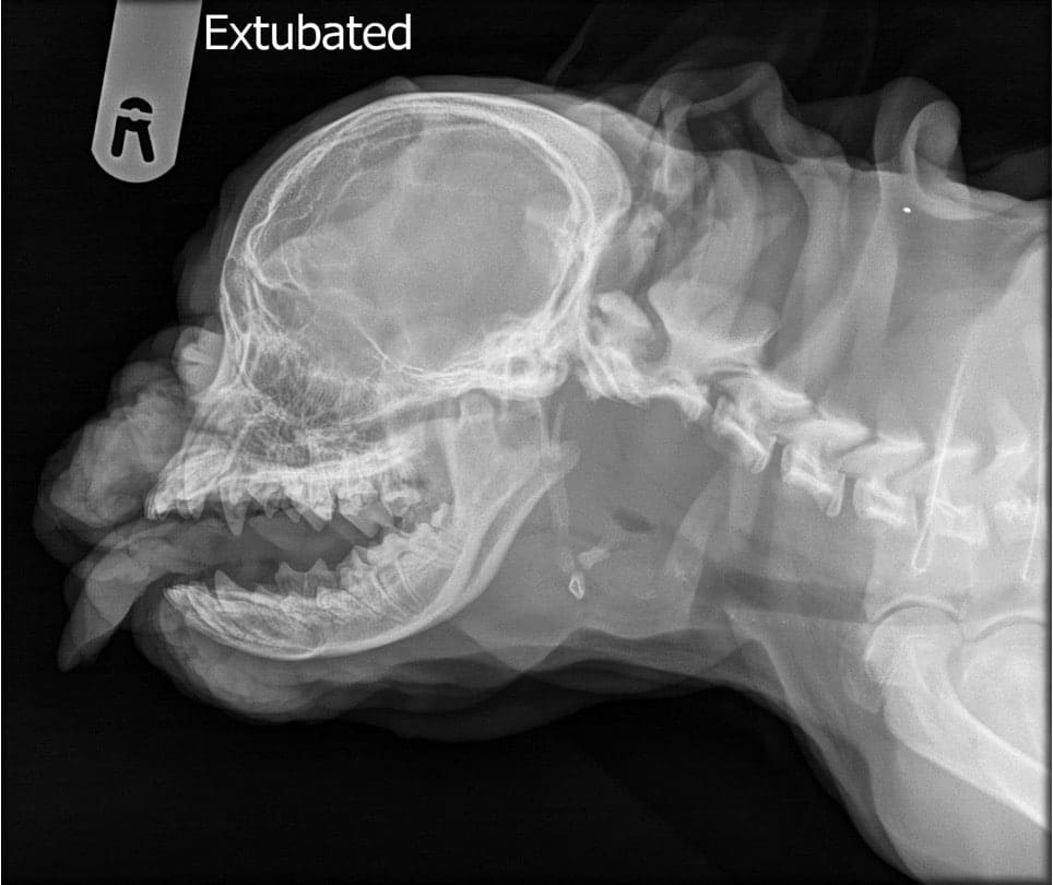 Brachycephalic Obstructive Airway Syndrome (BOAS) - Image 3