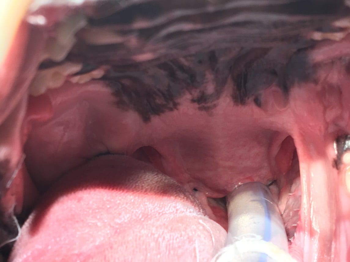 Brachycephalic Obstructive Airway Syndrome (BOAS) - Image 4