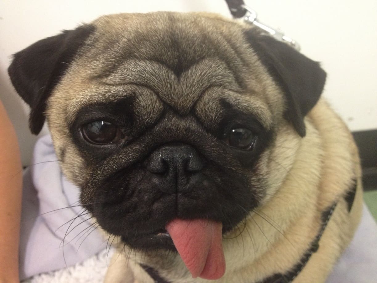 Brachycephalic Obstructive Airway Syndrome (BOAS) - Image 5