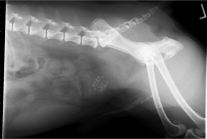 Emergency Surgery - Image 5