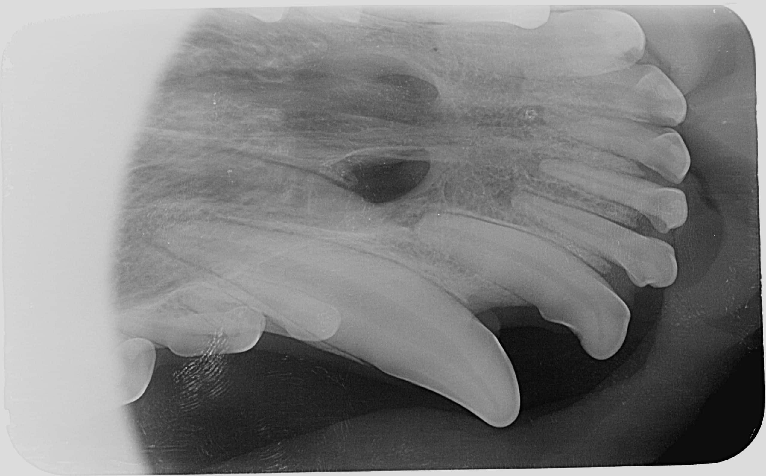 Practical Veterinary Dentistry - Image 4