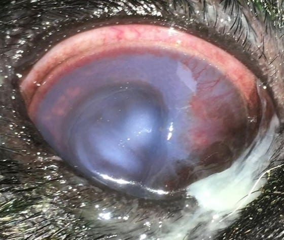 Practical Ophthalmic Surgery - Image 4