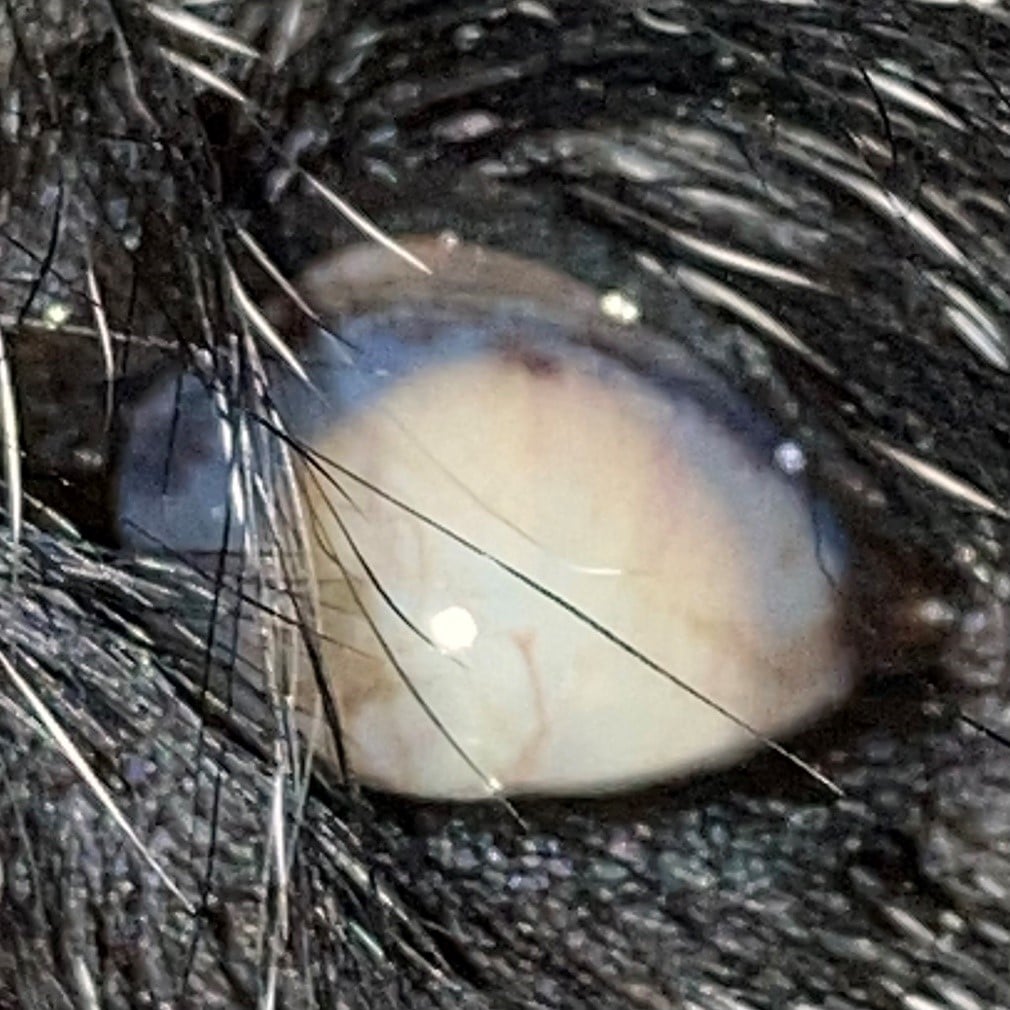 Practical Ophthalmic Surgery - Image 3