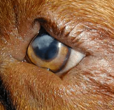 Practical Ophthalmic Surgery - Image 2