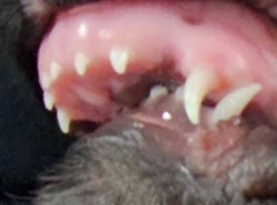 Practical Veterinary Dentistry - Image 3