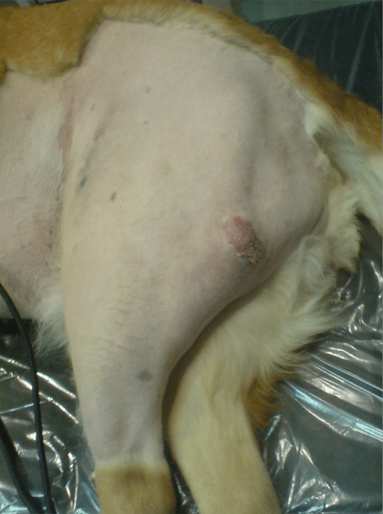 Practical Wound Management and Reconstruction - Image 2