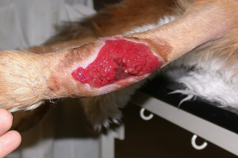 Practical Wound Management and Reconstruction - Image 4