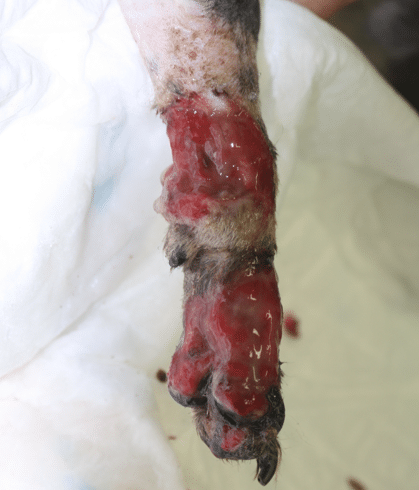 Practical Wound Management and Reconstruction - Image 3