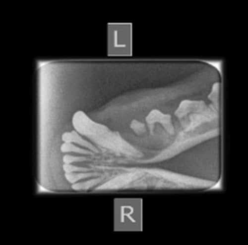 Practical Veterinary Dentistry - Image 2