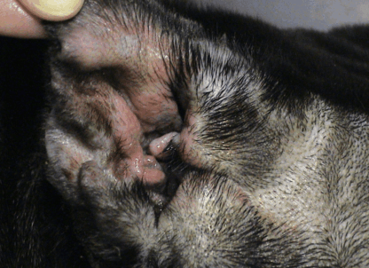 Small Animal ENT Surgery - CPD Solutions Online Shop
