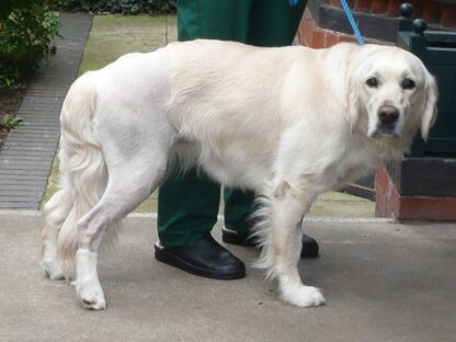 Learn TPLO - Image 2