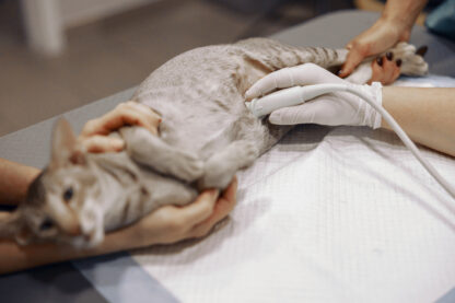 Emergency Surgery - Image 2