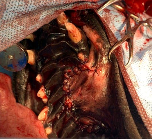 Advanced Small Animal ENT Surgery - Image 3