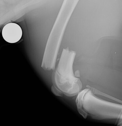 MS294 - Introduction to Orthopaedics