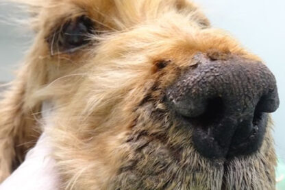 MS304 - Canine Dermatology - Systemic Disease and Autoimmune Disease