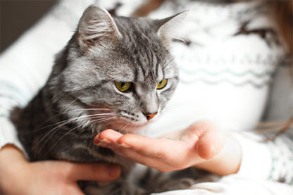 AD153 Advance25 Feline Medicine (Instalments)
