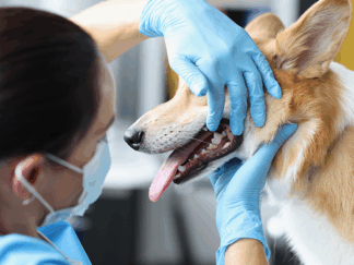Dentistry for Veterinary Nurses