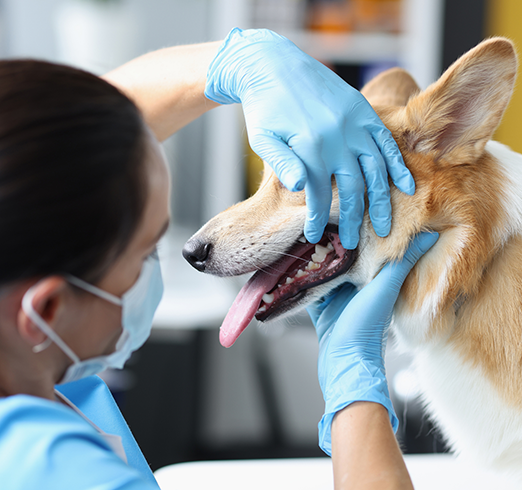 Dentistry for Veterinary Nurses