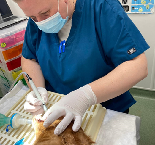 Dentistry for Veterinary Nurses - Image 2
