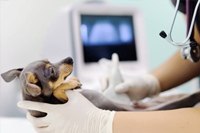 Ultrasound for Nurses