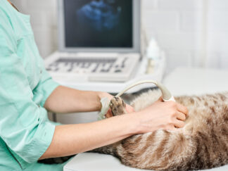 Ultrasound for Veterinary Nurses