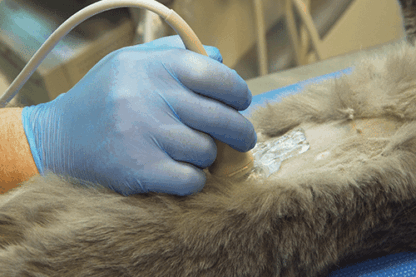 Advance25AbdominalUltrasound-416x277.png