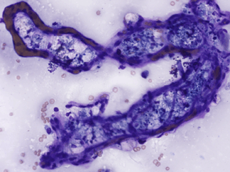 Cytology and Haematology for Veterinary Nurses