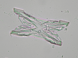 Microscopy for Veterinary Nurses