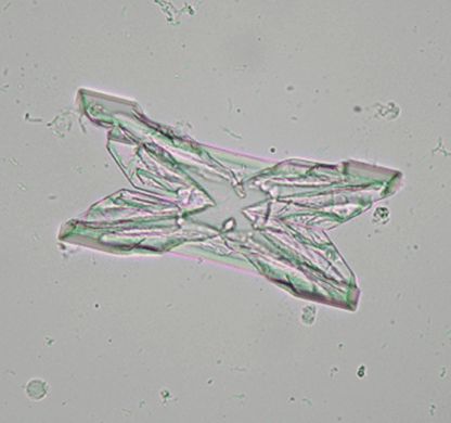 Microscopy for Veterinary Nurses - CPD Solutions Online Shop