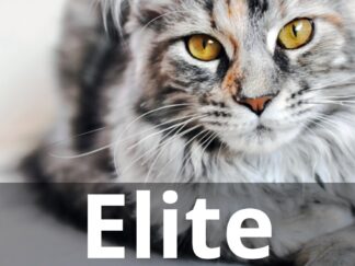 Webinar Club Elite for Vets