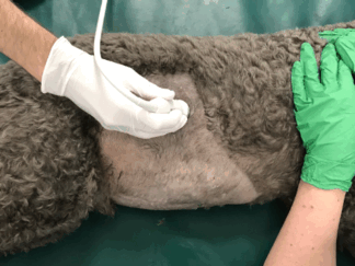 MS305 - Imaging for Nurses