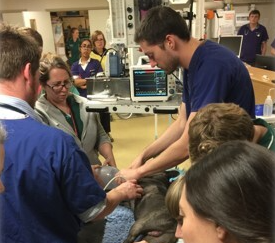 MS310 - Emergency Veterinary Care: Making Decisions and Thriving Under Pressure