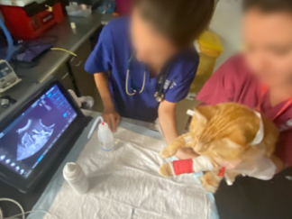Point-of-Care Ultrasound (POCUS) - Nurses