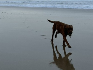 Challenging forelimb lameness in dogs and cats