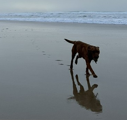 Challenging forelimb lameness in dogs and cats