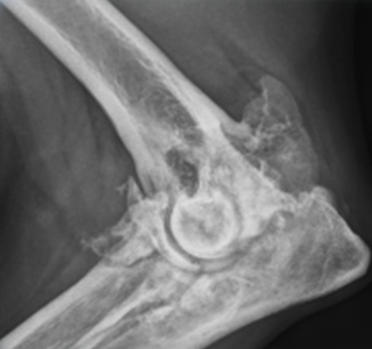 Challenging forelimb lameness in dogs and cats - Image 3