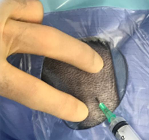 Challenging forelimb lameness in dogs and cats - Image 5