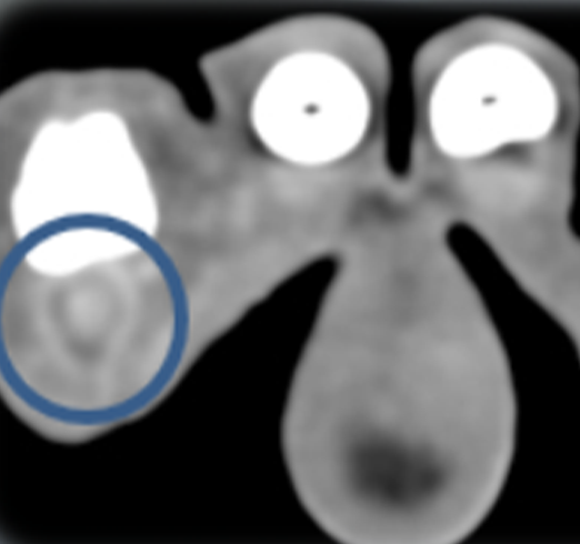 Challenging forelimb lameness in dogs and cats - Image 6