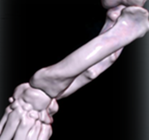 Challenging forelimb lameness in dogs and cats - Image 2