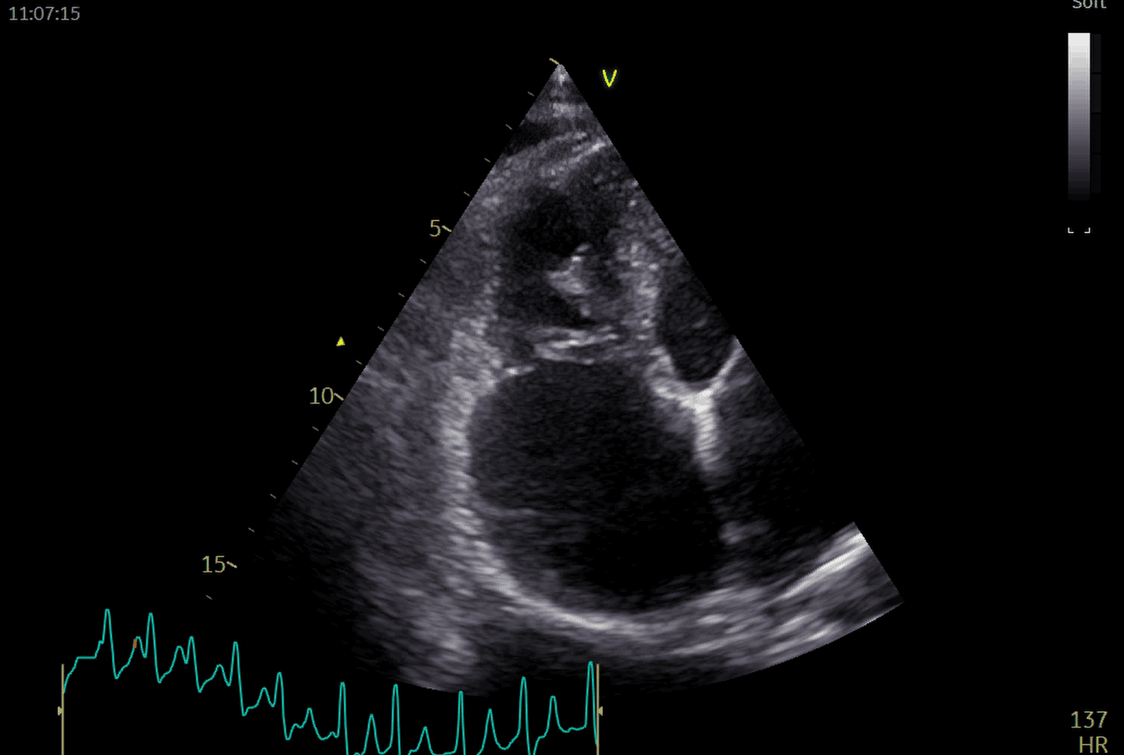 Advanced Clinical Programme in Small Animal Cardiology